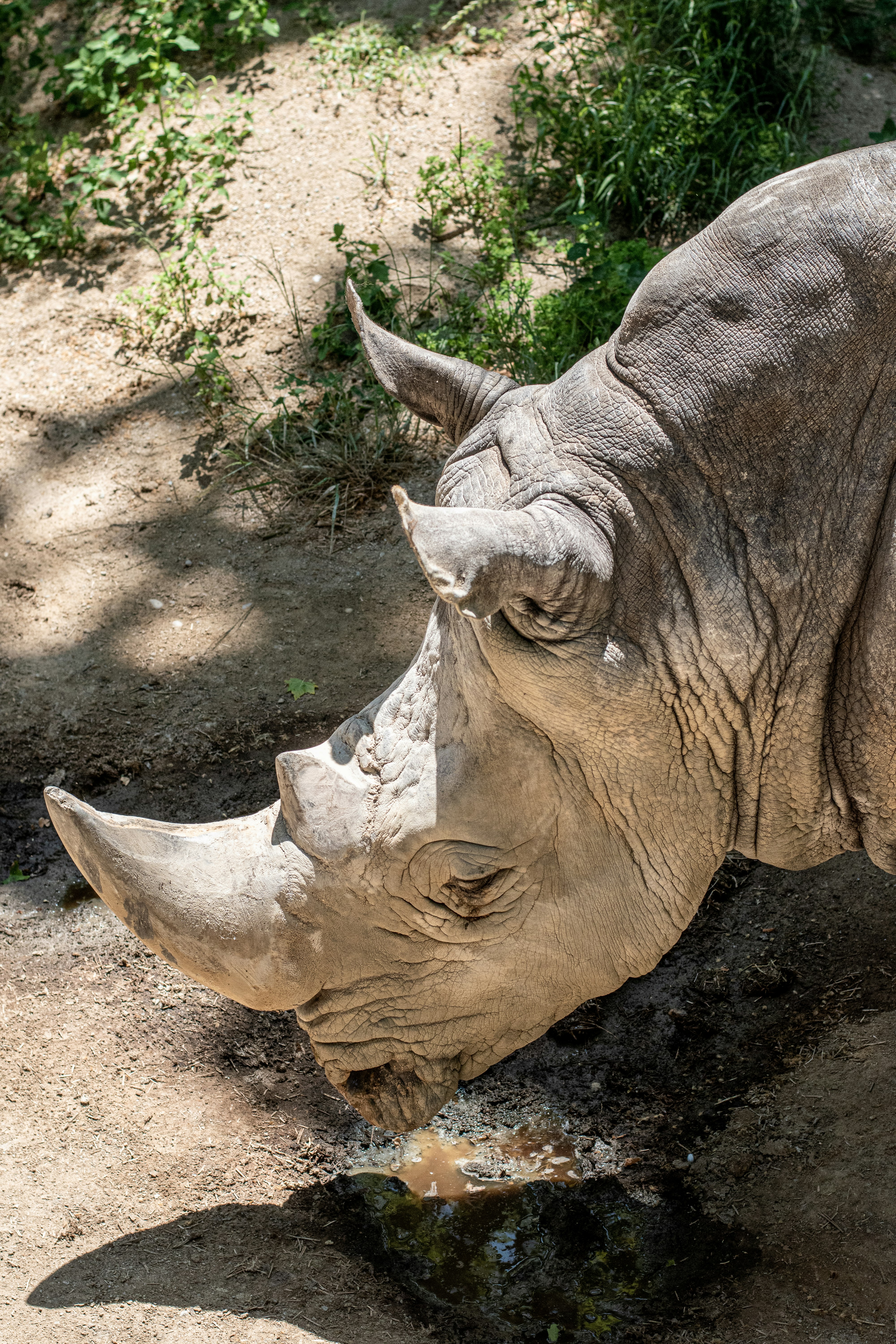 brown rhinoceros on brown soil